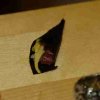 2009-KachCoursSushi-41