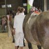 Hierschtfest_26