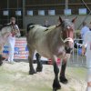Hierschtfest_37
