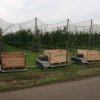 hierschtfest2013_05