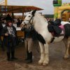 hierschtfest2013_37